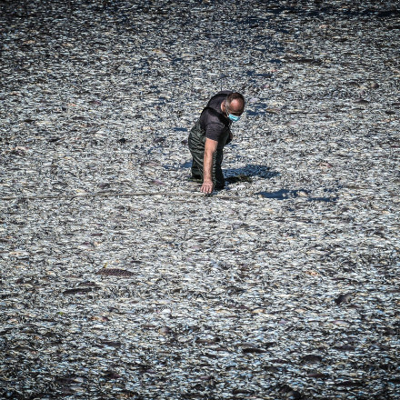 Νεκρά ψάρια στον Βόλο: Δειγματοληψίες από το ΕΛΚΕΘΕ - Τι ερευνούν οι επιστήμονες