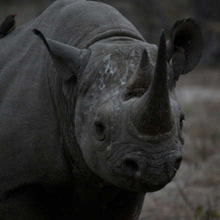 Κέρατο ρινόκερου: «Τρόπαιο» ή δηλητήριο - Νέα μελέτη επιβεβαιώνει το προφανές