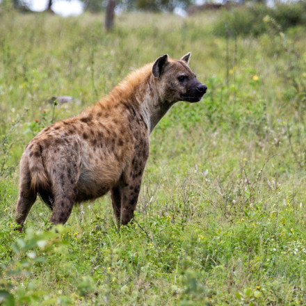 Κένυα: Ύαινα επιτέθηκε και σκότωσε 5χρονο έξω από το Ναϊρόμπι