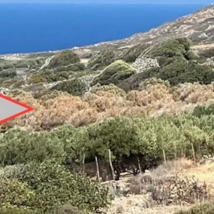 Λειψυδρία: Ξερά ολόκληρα λιόφυτα στην Κρήτη