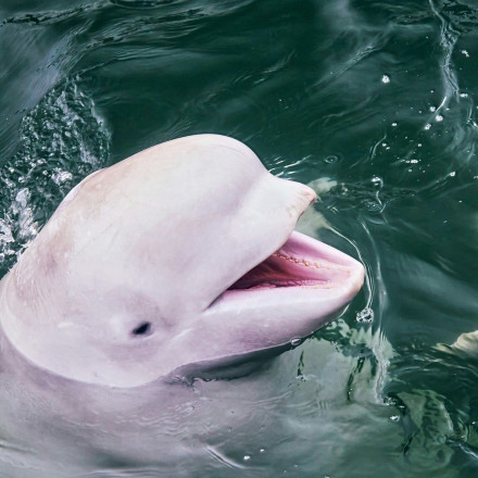 Νεκρή από πυροβολισμούς η φάλαινα κατάσκοπος - «Τα τραύματα δεν αποκλείουν την εγκληματική ενέργεια»