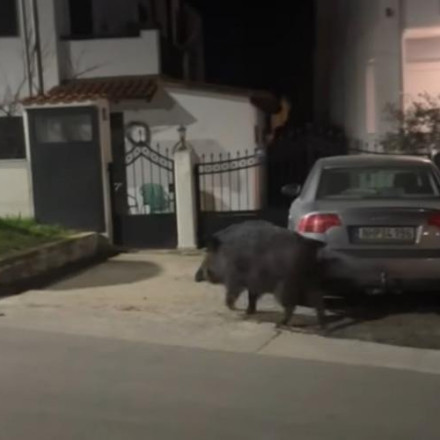 Θεσσαλονίκη: Νυχτερινή βόλτα δίπλα σε σπίτια έκανε αγριογούρουνο