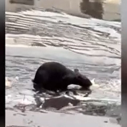 Δείτε το βίντεο με τον μεγαλόσωμο αρουραίο που προκάλεσε πανικό στο Μοναστηράκι