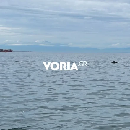 Απίστευτο θέαμα στη Θεσσαλονίκη: Κοπάδι δελφινιών κάνει βόλτα στα νερά του Θερμαϊκού