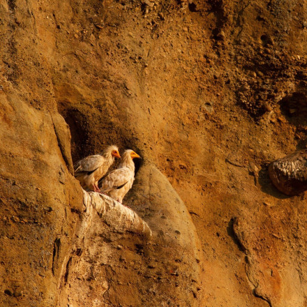 Η κρίση βιοποικιλότητας απειλεί ζώα και φυτά - 92% των εξαφανίσεων πτηνών οφείλεται στον άνθρωπο