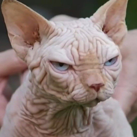 Bullycats: Ποια είναι η νέα ράτσα γάτας και γιατί ανησυχούν οι κτηνίατροι