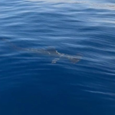 Σφυροκέφαλος καρχαρίας περιτριγύριζε σκάφος ψαρά στον Σαρωνικό!