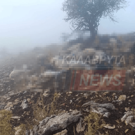 Καλαμάτα: Πρόβατα βρήκαν τραγικό θάνατο από κεραυνό - Προσοχή σκληρές εικόνες