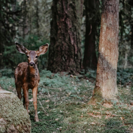 Κτηνωδία στη Ρόδο: Πυροβόλησαν και σκότωσαν ελαφάκι - Είναι προστατευόμενο είδος