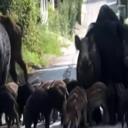 Θεσσαλονίκη: Αγριογούρουνα στο Πανόραμα – Έκκληση από τις Αρχές να μην τα ταΐζουν