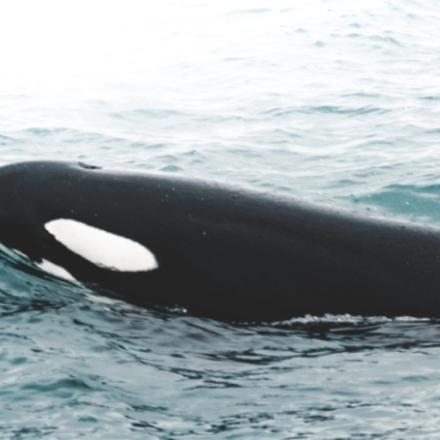 Ισπανία: Ιστιοφόρο δέχθηκε επίθεση από όρκες - Έσπασαν το πηδάλιο και προκάλεσαν ρήγμα