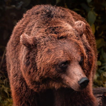 Δράμα: Χωρίς τις αισθήσεις του ο ορειβάτης που έπεσε σε γκρεμό από σπρώξιμο αρκούδας
