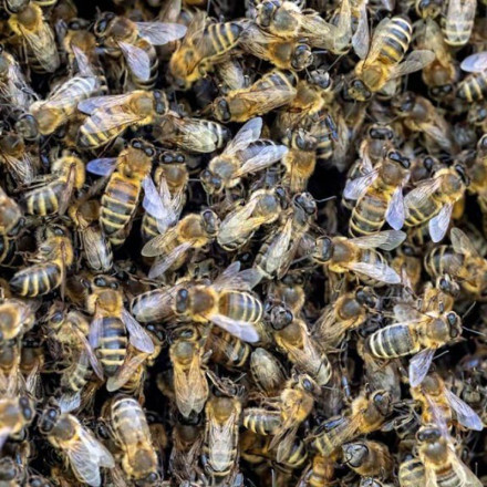 Νικαράγουα: Μέλισσες τσίμπησαν μέχρι θανάτου 6 άτομα