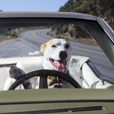 Viral: Έβαλε τον σκύλο του στη θέση του οδηγού για να γλιτώσει τη σύλληψη σε έλεγχο της Αστυνομίας