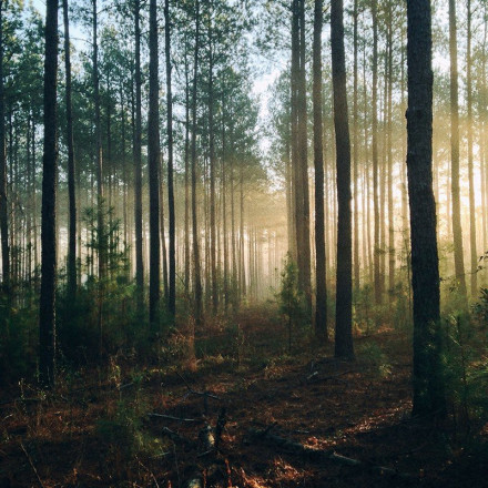 Το αρχαιότερο απολιθωμένο δάσος 390 εκατομμυρίων ετών! - Πού βρέθηκε