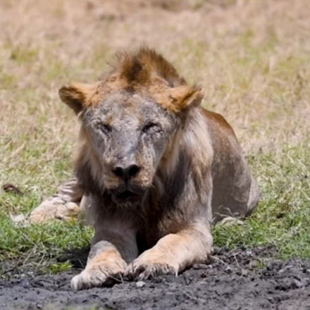 Μασάι σκότωσαν το γηραιότερο λιοντάρι της Κένυας [vid]