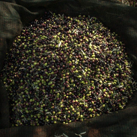 ΔΝΤ: Σε υψηλό 26ετίας οι τιμές του ελαιολάδου - Πρωτοφανής η ξηρασία στη Μεσόγειο