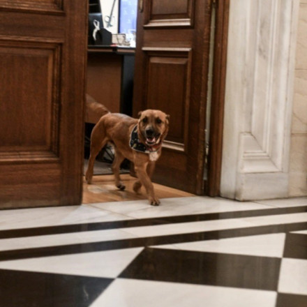 Εκλογές 2023: Τελευταίος και με ταξί έφυγε ο Πίνατ από το Μαξίμου - Στην Πειραιώς για «κομματόσκυλο»