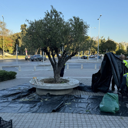 Ο δήμος Θεσσαλονίκης μαζεύει ελιές από τα δέντρα της πόλης και παράγει βιολογικό ελαιόλαδο