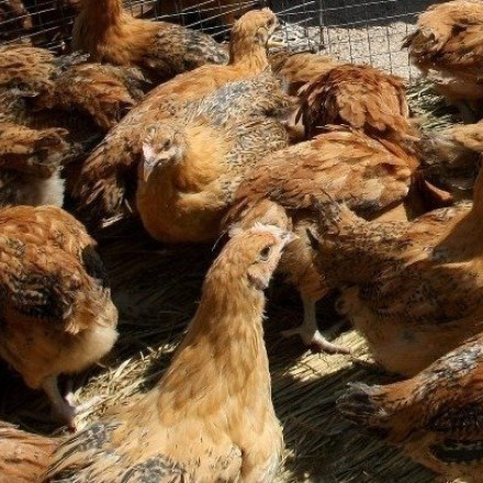 Παγκόσμια ανησυχία: Οι ΗΠΑ δεν επικοινωνούν πλέον με τον ΠΟΥ για τη γρίπη των πτηνών