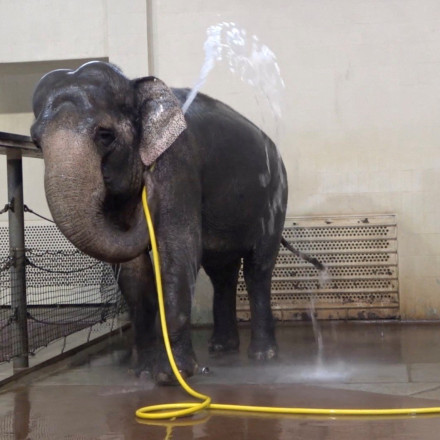 Ελέφαντας αφήνει άναυδους τους επιστήμονες - Κάνει καθημερινά ντους με το λάστιχο