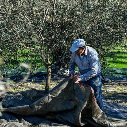 «Μήνυμα» Τσατραφύλλια στους ελαιοπαραγωγούς - «Κάντε λίγη υπομονή, φαίνονται βροχές την επόμενη εβδομάδα»