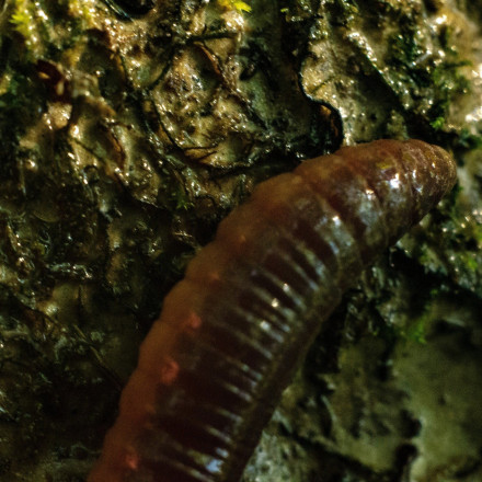 Απίστευτη ανακάλυψη στην Κένυα: Βρέθηκε σκουλήκι που μπορεί να τραφεί με φελιζόλ