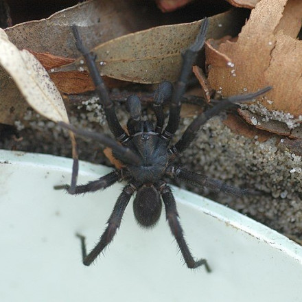 Πανικός στην Αυστραλία για την έξαρση των θανατηφόρων αραχνών funnel-web