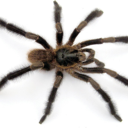 Tαραντούλα-μυστήριο ανακαλύφθηκε στην Κούβα