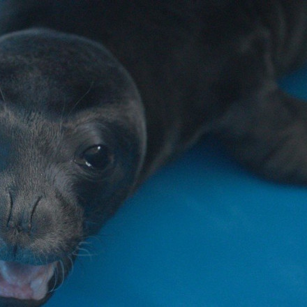 Παναγής: Στην Ελλάδα η νεογέννητη μεσογειακή φώκια που διασώθηκε - Η μητέρα του πέθανε στη γέννα