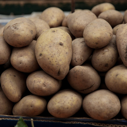 «Απειλείται» η πατάτα Νάξου: «Alert» από ΕΘΕΑΣ για την παραγωγή και τις «βαφτίσεις»