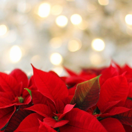 Το φυτώριο των Χριστουγέννων: Οικογένεια από τη Θεσσαλονίκη εξάγει πάνω από 100.000 Αλεξανδρινά