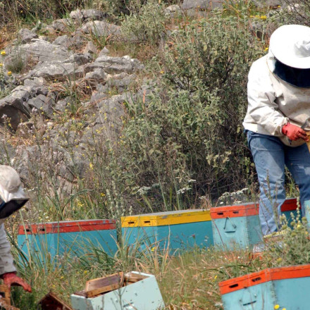 Δωρεάν προγράμματα εκπαίδευσης για μελισσοκόμους από τον ΕΛΓΟ - ΔΗΜΗΤΡΑ