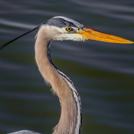 Εικόνα σοκ ερωδιού να έχει κολλημένο πλαστικό κύπελλο στο λαιμό του
