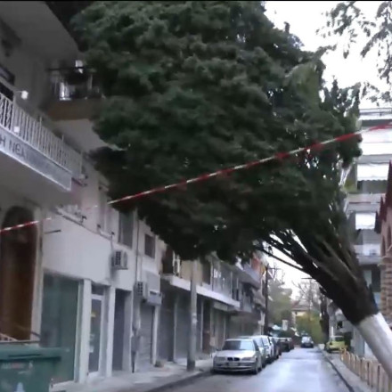Θεσσαλονίκη: Γιγάντιο κυπαρίσσι καταπλάκωσε πολυκατοικία μετά την κακοκαιρία Bora