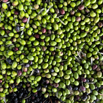 Μεσσηνία: Κουκουλοφόροι άρπαξαν 33 σακιά ελιές με... δημοτικό φορτηγό - Δείτε το βίντεο