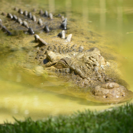 Ινδονησία: Ανατριχιαστικό βίντεο με κροκόδειλο - Βγήκε από το νερό με το πτώμα γυναίκας στο στόμα του
