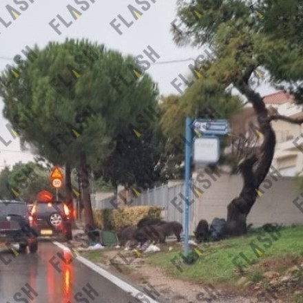 Αγριογούρουνα σε αναζήτηση τροφής κάνουν επιδρομή στους Θρακομακεδόνες - Δείτε βίντεο