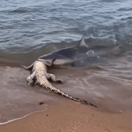 Το video της χρονιάς: Καρχαρίας κατασπαράζει κροκόδειλο δίπλα σε έντρομους λουόμενους