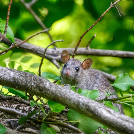 Η απόλυτη φρίκη στη Γαλλία: Φοιτητής έφαγε ζωντανό ποντίκι για να το δείξει στα social media