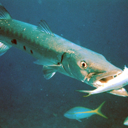 Μπαρακούντα - Γιατί είναι ο φόβος και ο τρόμος των θαλασσών