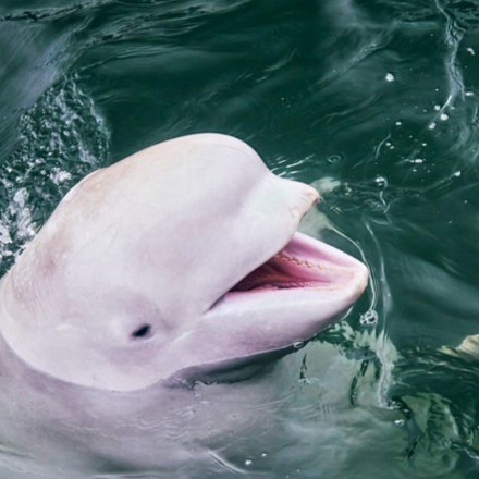 «Χβάλντιμιρ»: Εντοπίστηκε η φάλαινα «κατάσκοπος των Ρώσων» [vid]