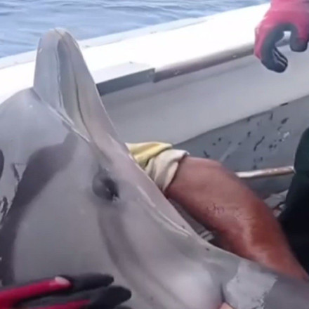 Το δελφίνι που «έλιωσε» το Διαδίκτυο κι έγινε viral