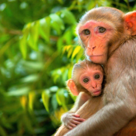 BBC: Κύκλωμα σαδιστών βασάνιζε μαϊμουδάκια - Ζωντανή μετάδοση σε YouTube και Facebook