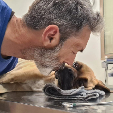 Ηλεία: Θλίψη για τη «Νίκη» – Πέθανε το σκελετωμένο boxer που βρέθηκε αλυσοδεμένο στη Ζαχάρω [vid+pics]