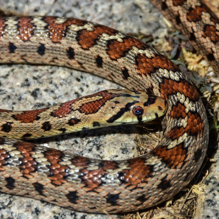 WWF: Από ποια φίδια κινδυνεύουμε και πόσο, στην Ελλάδα