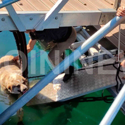 Καβάλα: Κλώτσησε σκύλο και τον πέταξε στη θάλασσα