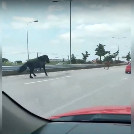 Χαλκιδική: Άλογα βγήκαν στην Εθνική Οδό προκαλώντας αναστάτωση