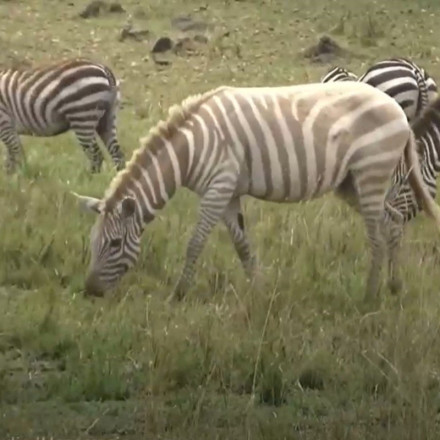 Κένυα: Τουρίστες αντίκρισαν ζέβρα αλμπίνο σε σαφάρι [vid]