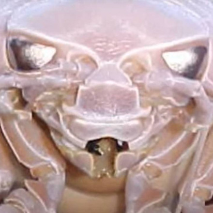 Τεράστιο, πανάσχημο, γευστικότατο - Είναι το αρθρόποδο «Darth Vader»